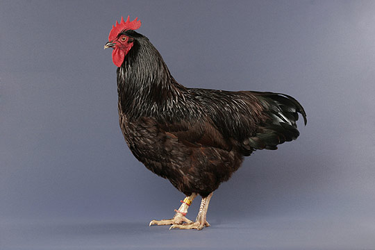 Rhode Island Cock
